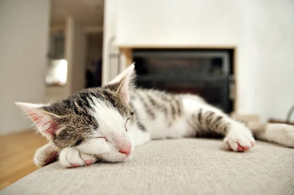 Grappige katje in een grappige pose. — Stockfoto