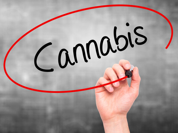 Человек Рука пишет каннабис с черным маркером на экране
