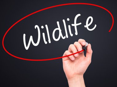 Adam el yaban hayatı ile siyah kalemi görsel ekranda yazma.