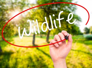 Adam el yaban hayatı ile siyah kalemi görsel ekranda yazma.