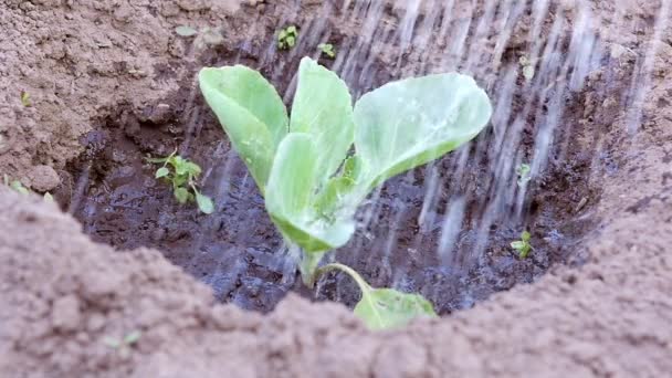 Kohl im Garten gießen. Zeitlupe — Stockvideo