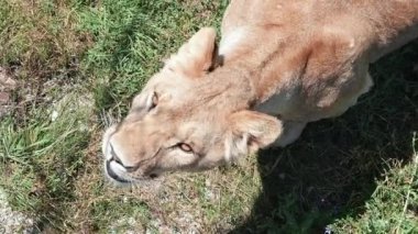 Aslan. Yakın çekim