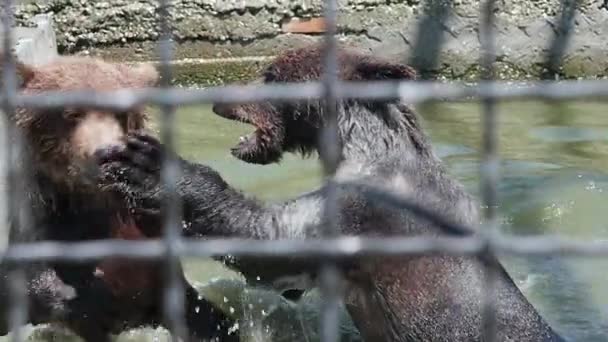 Brown bears in zoo. Playing bears. Slow motion — Stock Video