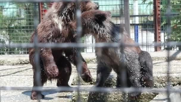 Brown bears in zoo. Playing bears. Slow motion — Stock Video