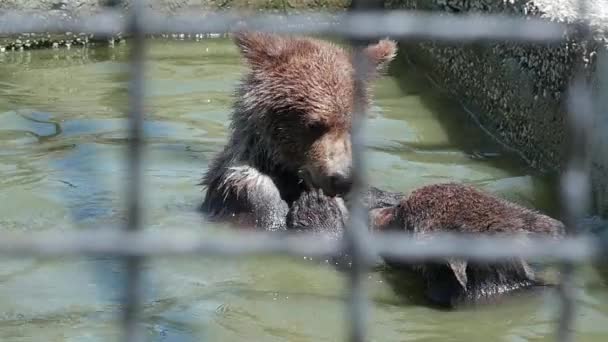 Osos pardos en el zoológico. Jugando osos. Movimiento lento — Vídeos de Stock