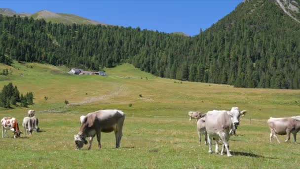 Vacas en el campo verde. Vacas pastando en los Alpes. Italia — Vídeos de Stock