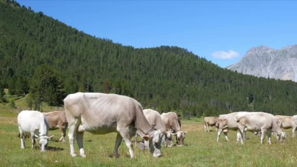 Vaci pe câmpul verde. Vacile păşunând în Alpi. Italia — Videoclip de stoc