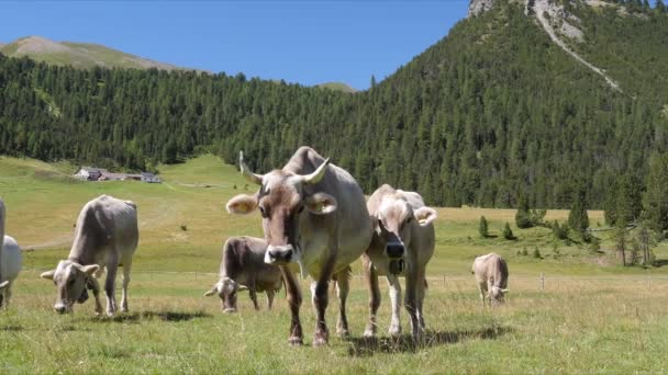 Cows on the green field. Cows grazing in Alps. Italy — Stock Video