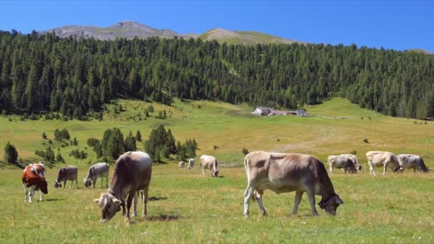 Krowy na zielonym polu. Krów pasących się w Alpach. Włochy — Wideo stockowe