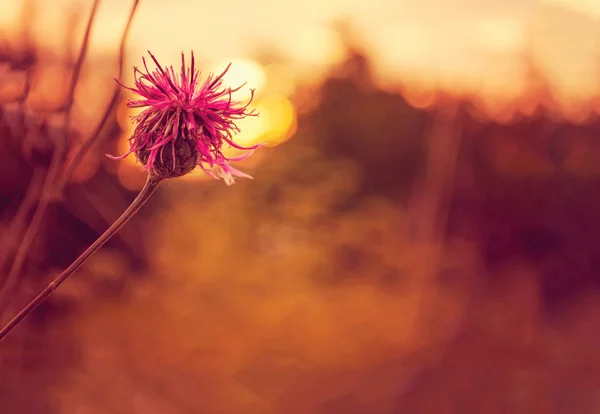 Purple flower in sunset, nature background — Stock Photo, Image