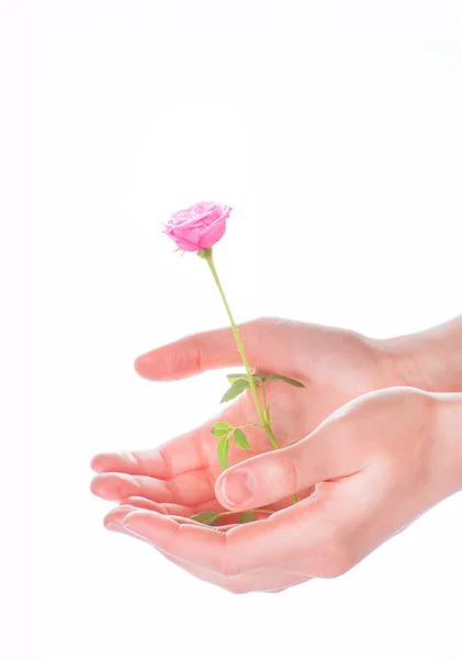 Woman hands holding a pink rose on white background — Stock Photo, Image