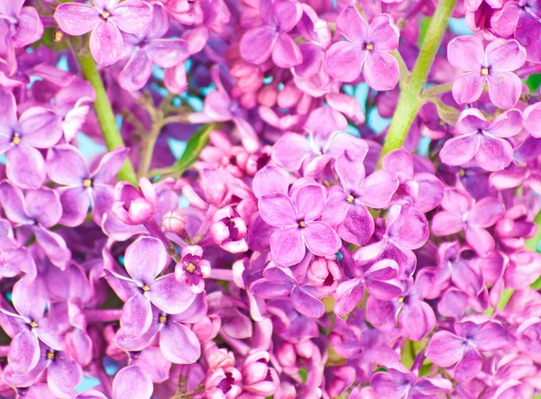 Flores roxas fechar, no fundo azul — Fotografia de Stock