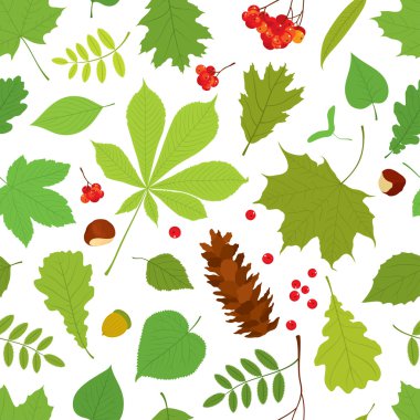 Seamless pattern of different tree leaves - oak, chestnut, birch, Rowan, linden, jasmine, lilac, maple, willow, poplar, sycamore, Rowan berry bunch, acorn, pine cone on white background. clipart