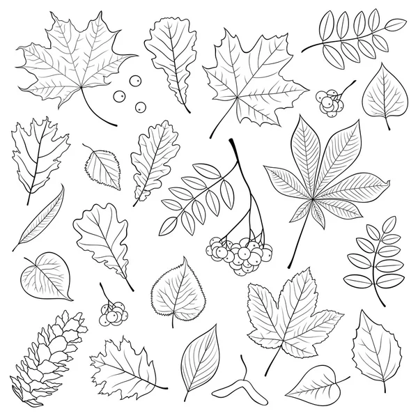 Ensemble vectoriel de feuilles d'arbres de contour différentes, isolées et détaillées, bouquet de Rowan et cône de pin sur fond blanc. Illustration dessinée à la main en couleur noire pour le design . — Image vectorielle