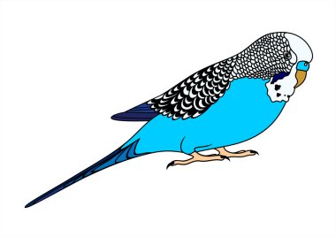 Vector illustration of blue budgie on white background clipart
