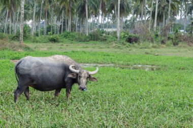 Buffalo alanda yaşam