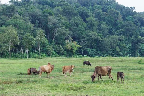 Vida de vaca de família no campo — Fotografia de Stock