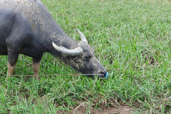 Vida útil do búfalo no campo — Fotografia de Stock