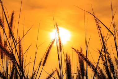 Siluet sarı günbatımı Sunset duman renkli, çimen ve çim