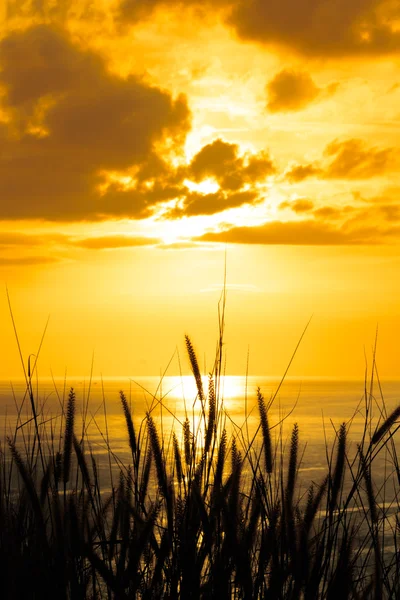 Siluet sarı günbatımı Sunset duman renkli, çimen ve çim Telifsiz Stok Fotoğraflar