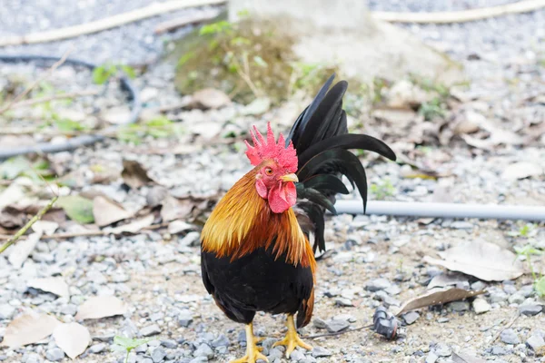 Bantam caminhando no parque. (Frango ) — Fotografia de Stock