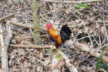parkta yürürken ufak tefek. (tavuk)