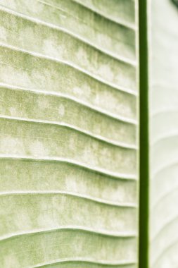 muz yaprağı arka hatları ile