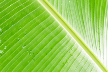 muz yaprağı arka hatları ile