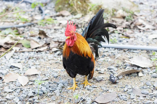 Bantam caminhando no parque. (Frango ) — Fotografia de Stock