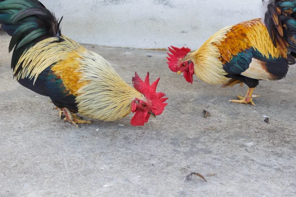 Bantam caminhando no parque. (Frango ) — Fotografia de Stock