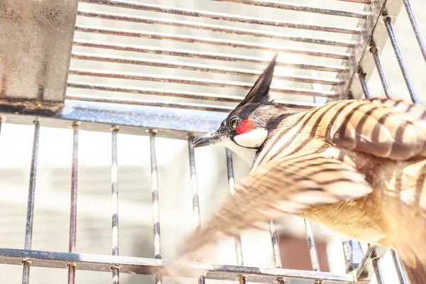 Red wąsaty Bulbul w klatka dla ptaków — Zdjęcie stockowe