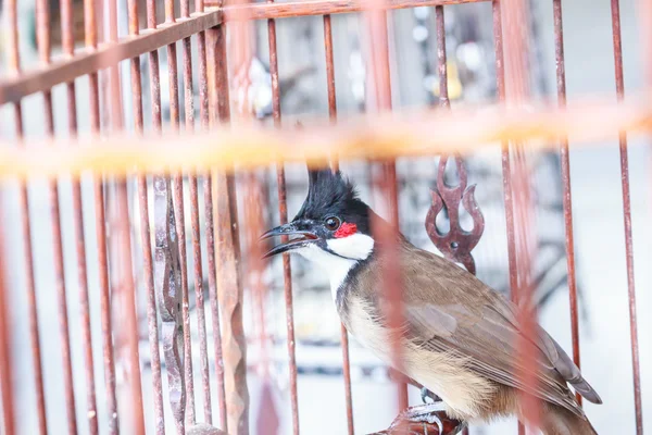 Red wąsaty Bulbul w klatka dla ptaków — Zdjęcie stockowe
