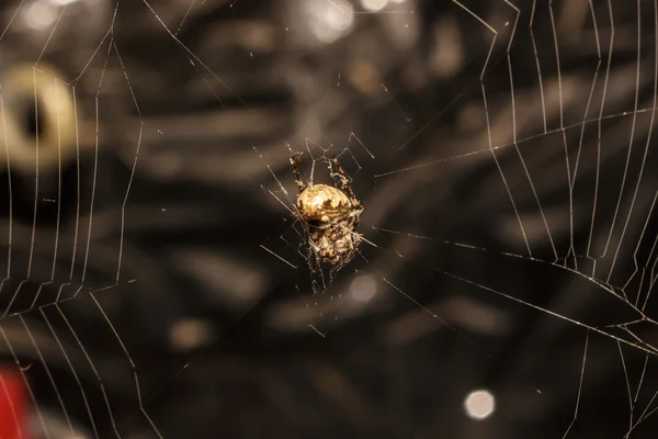 Small spider in the house — Stock Photo, Image