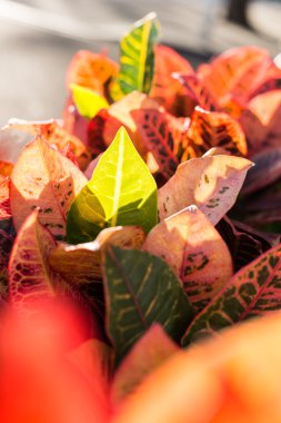 Codiaeum variegatum renkli yaprakları