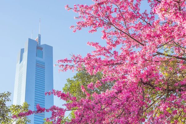 Blossom ve modern bina