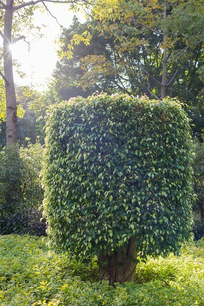 Arbustos en el parque — Foto de Stock