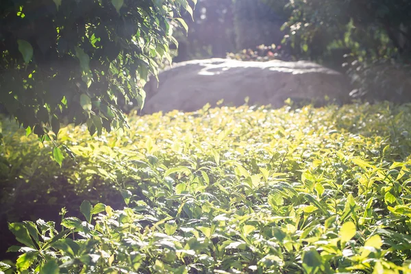 Luz solar en las plantas recortadas — Foto de Stock