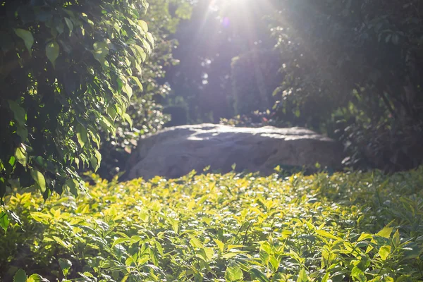 Luz solar en las plantas recortadas — Foto de Stock