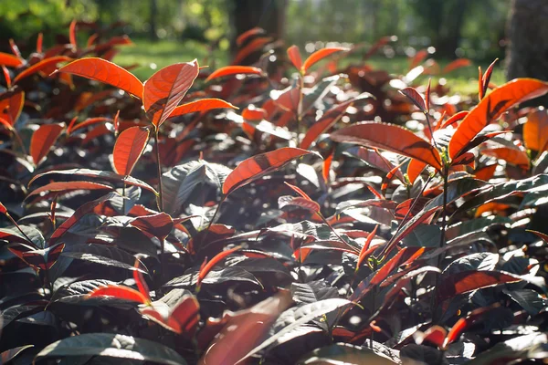 Kırmızı yaprakları bitki