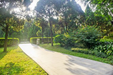 Güzel güneş ışığı ve bir parkta yaya yolu üzerindeki gölge