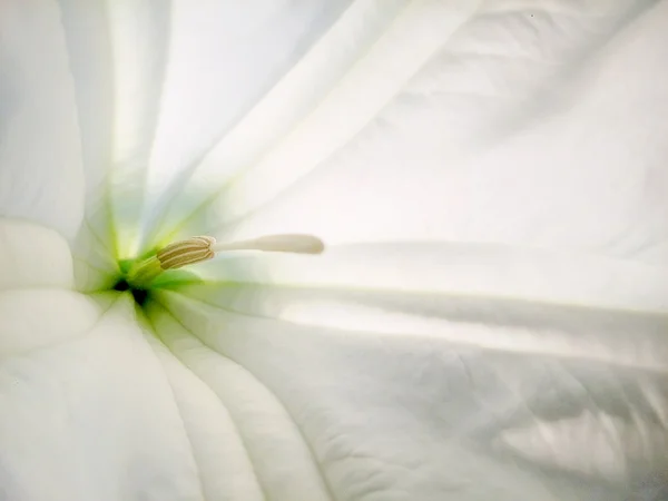Close up of flower — Stock Photo, Image