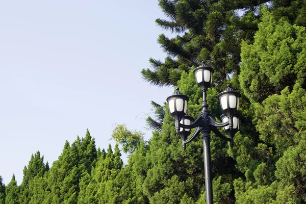 trees and street light in a park
