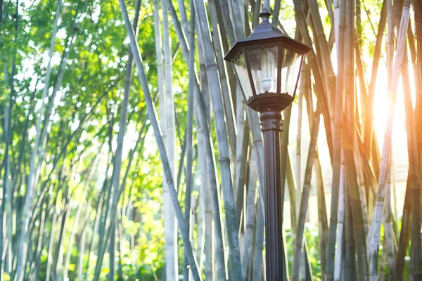 Luz de calle en el bosque de bambú —  Fotos de Stock