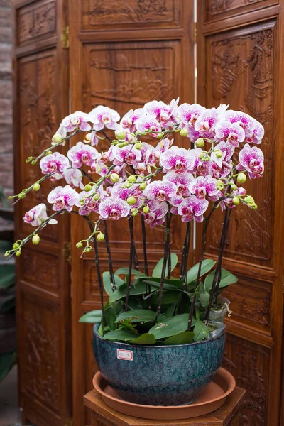 saksı orkide çiçeği