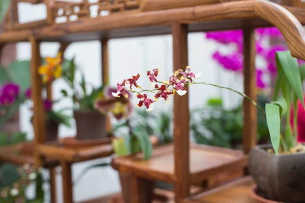 Flor de orquídea en invernadero —  Fotos de Stock