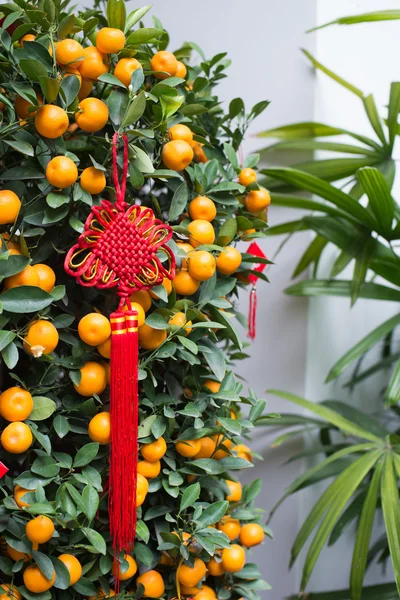 Chinese knot on a orange tree