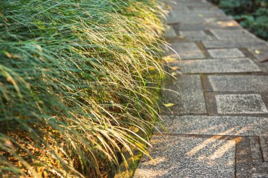 çimenlerin üzerinde güneş ışığı