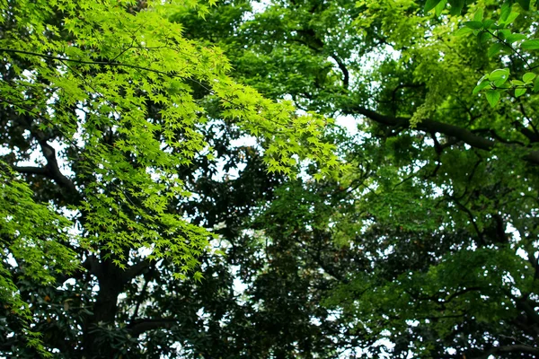 녹색 단풍나무 — 스톡 사진