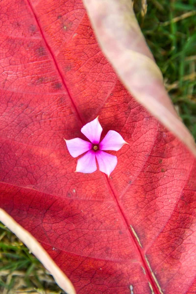 Blume auf einem roten Blatt — Stockfoto