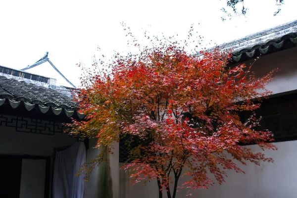 Red maple tree i ett kinesiska hus — Stockfoto